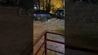 Опасный, клыкастый, взрослый свин пробрался в г.Королёв.
