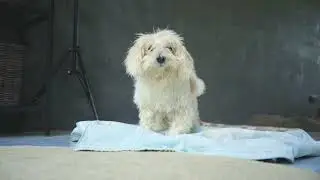 Help Point for sick and old and disabled Dogs and Cats