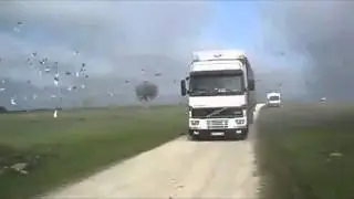 Posta güvercin yaşırması Thousands of Birds Flying out of Truck