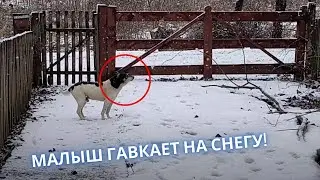 Пёс По Кличке 