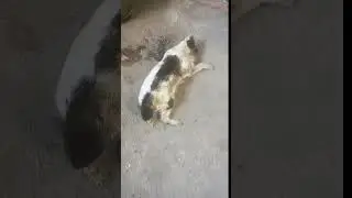 Jangan ditonton hingga habis 