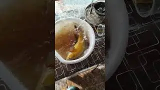 Поймал линя, прямо в огороде. плюсы паводка и большой воды. #рыбалка