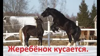 Почему жеребёнок кусается? Рассмотрим, что вы упустили.