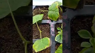 Как получить много и почти бесплатно #черенкование #сад #дача #огород