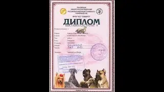 Клис Гелук Филимон (КАВАЛЕР КИНГ ЧАРЛЬЗ СПАНИЕЛЬ )