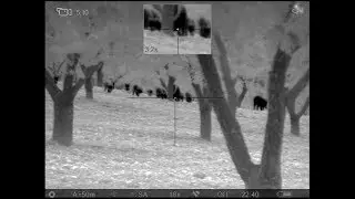 Sows, piglets and Pulsar Trail XP50