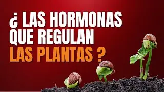 The hormone that stimulates growth in plants 🌿