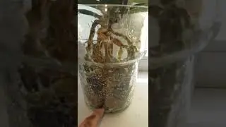Пересадка трех орхидей. Самый экономный вариант грунта для орхидей!