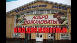 Полюстровский ПТИЧИЙ рынок | СНИМАТЬ ЗАПРЕЩЕНО | УЖАС! | Издевательство над животными