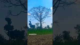 RANDU ALAS #jelajah #hiburan #jelajahalam #alam #randualas #shorts #short
