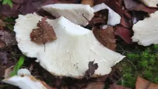 Белые грузди