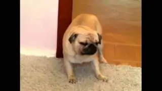 Приколы с животными  МОПС Funny animals