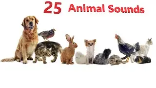 Animal Sounds for Children  (25 Amazing Animals Sounds To Learn) 4K