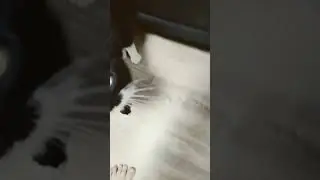 чипи чипи чапа чапа