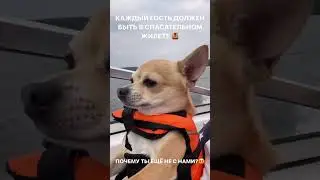 Питомцы тоже хотят посмотреть на Казань с воды 😂👌 #казань
