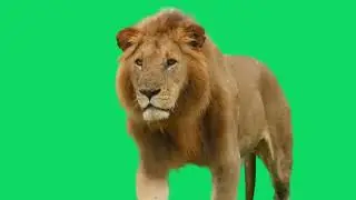 GREEN SCREEN LION ANIMATED HD  | FREE TO USE GRAPHICS ANIMATIONS
