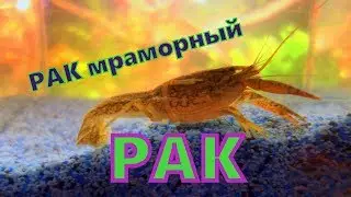мраморный рак в аквариуме