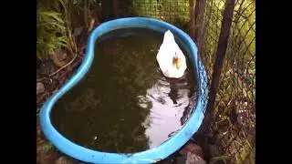 Pato en su estanque