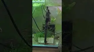CPD Egg Collector still going strong! 
