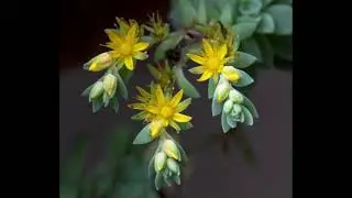 FLOWERS FOR MOTHERS