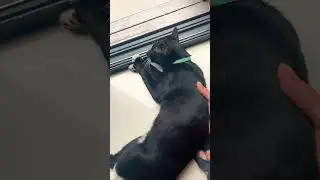 Should we keep him? 