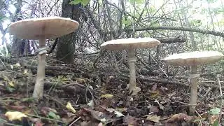 Грибы зонтики растут