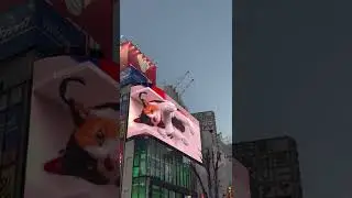 Giant 3D Cat Display Billboard | Shinjuku | Tokyo | Himawari2020
