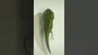 Развитие лягушки 