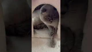 this is the FAT CAT viral  #fatcat #shorts #viral