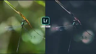 Black tone colour grading on Lightroom || VmCrazzz