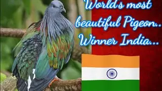 World's most beautiful Pigeons.