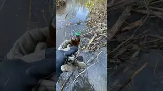 Бобры 🦫 по ночам выпивают )