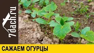 🥒 Сажаем огурцы: что учесть при посадке и как правильно ухаживать - 7 дач