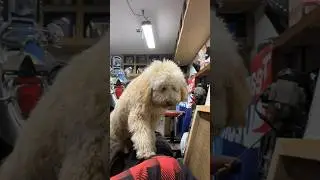 Our new mechanic may have lied on his resume… #slacker #goldendoodle #mechanic #lawnmower #repair