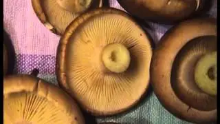 Подробно! Рядовки коричневые. Как распознать. Растут под ногами.