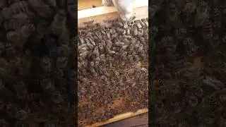 пчелопакеты  для молодого пчеловода ! 