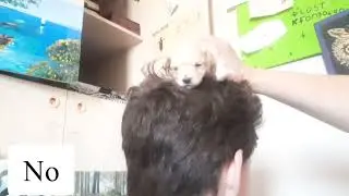 Life Instructions - How to Play With Puppies
