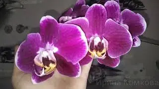 Второе домашнее цветение орхидеи без названия.🥰