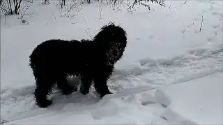 РЧТ