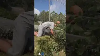 Фармим челиков