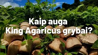 Kaip auga King Agaricus grybai?