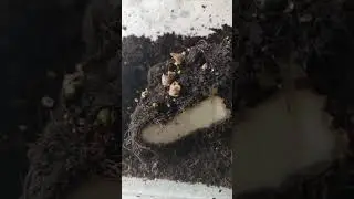 Клубни бегонии: живые и мертвые