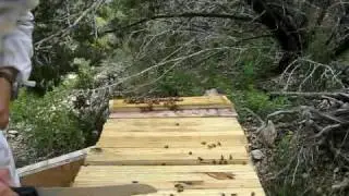 Learning Top Bar Hive Beekeeping - Pests 1/2