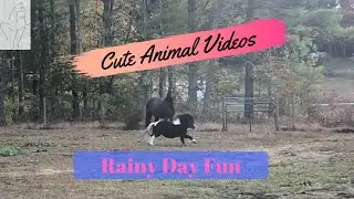 Cute Animal Videos: Rainy Day Fun