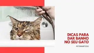 Como dar banho no seu Gato