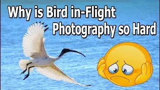 Why is Bird In-Flight Photography so Hard