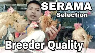 Breeder quality na Serama #seramachicken #serama #ayamserama