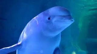 Beluga Whales: Facts about these unique whales