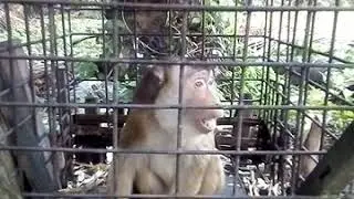 Cruelty to a Pig-tailed Macaque: No Access to Drinking Water 24/7