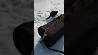 норка своровала рыбу